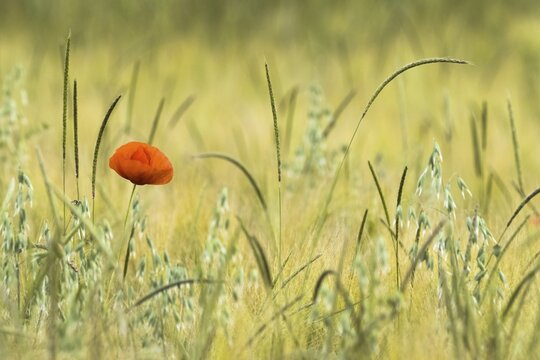 Poppy flower (Papaver rhoeas) in a meadow, Hesse, Germany