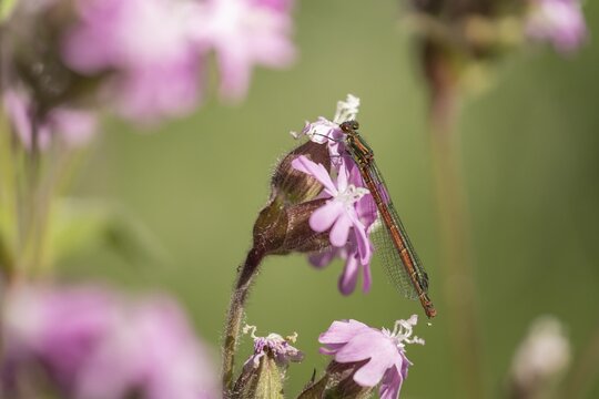Large red damselfly (Pyrrhosoma nymphula) adult insect resting on a Red campion (Silene dioica) flowers in spring, Suffolk, England, United Kingdom