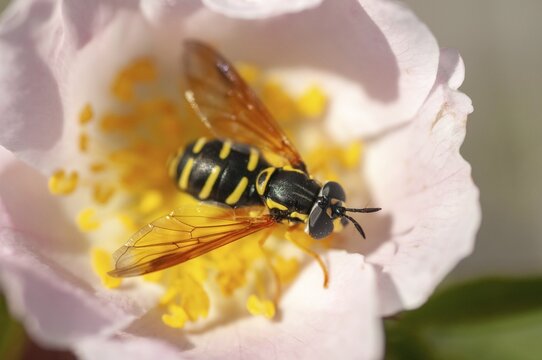 Brandenburg, Chrysotoxum vernale, spring wasp hoverfly, Germany, national natural heritage, natural paradise Gr&uuml;nhaus, straight-banded wasp hoverfly, post-mining landscape, greenhouse, insects, hoverfly