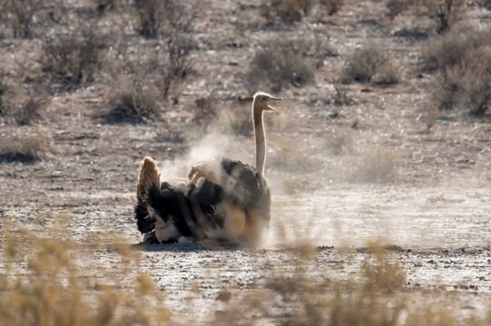 Dust bath, common ostrich (Struthio camelus), Kgalagadi Transfrontier National Park, Northern Cape, South Africa