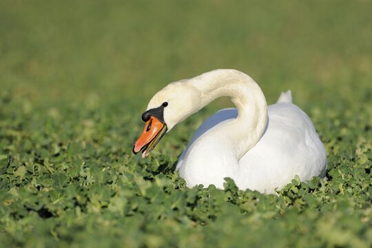 Mute swan (Cygnus olor), sitting in a field, Thuringia, Germany