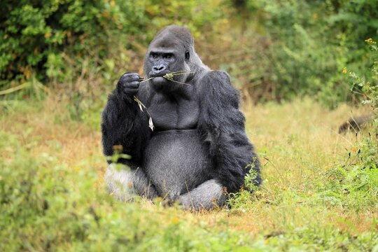 Western gorilla (Gorilla gorilla), adult, male, silverback, sitting on the ground, eating