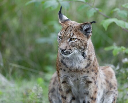 Eurasian lynx (Lynx lynx) watches attentively, Germany
