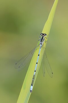 Azure damselfly (Coenagrion puella), male, North Rhine-Westphalia, Germany