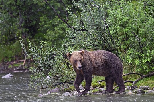 Brown bear (Ursus arctos) walking along the shore of a lake, Lake Clark National Park, Alaska