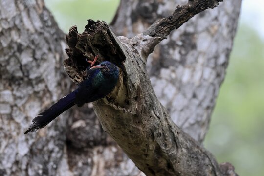 Purple-backed Woodpecker (Phoeniculus purpureus), tree-dwelling woodpecker, Kakelaar, adult, tree trunk, foraging, alert, Kruger National Park, South Africa