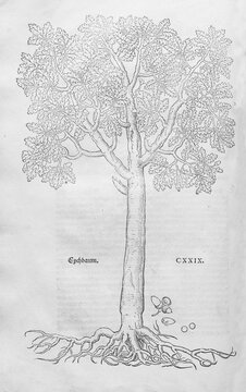Stalk oak, summer oak (Queres robur), woodcut by Leonhart Fuchs, from New Kre&uuml;terbuch, neues Kr&auml;uterbuch, Michael Isingrin, Basel, Switzerland, 1543