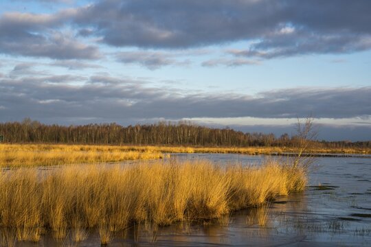 Wide, wintry Goldenstedt moor with pipe grass in the evening light, Goldenstedt, Lower Saxony, Germany