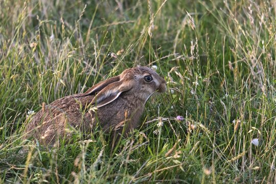 European hare, hares, hares, lagomorpha, lepus europaeus, bunny, mammals, mammals