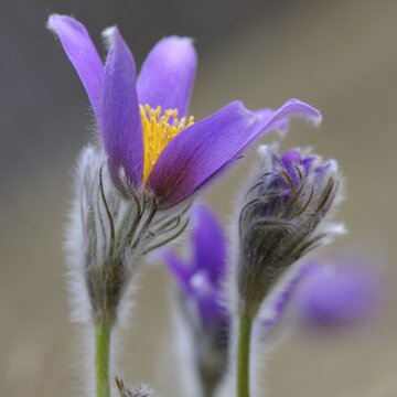 Pasque Flower (Pulsatilla vulgaris), group of flowers, Biosphere Reserve Swabian Alb, Baden-W&uuml;rttemberg, Germany
