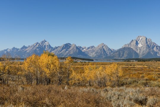 Autumn landscape, yellow coloured Common aspens (Populus tremula) and bushes in front of mountain landscape, Willow Flats Overlook, Teton Range mountain range, Grand Teton National Park, Wyoming, USA