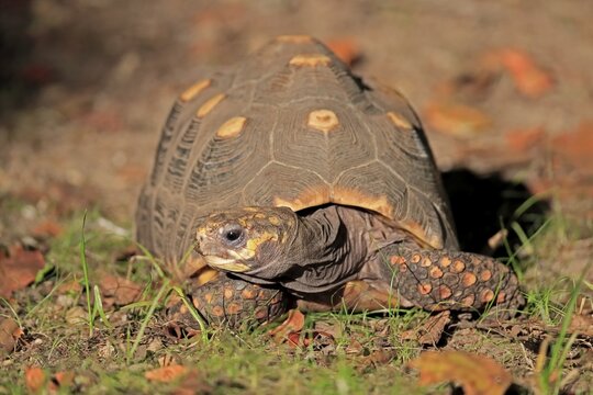 Red-footed tortoise (Geochelone carbonaria), adult, foraging, captive
