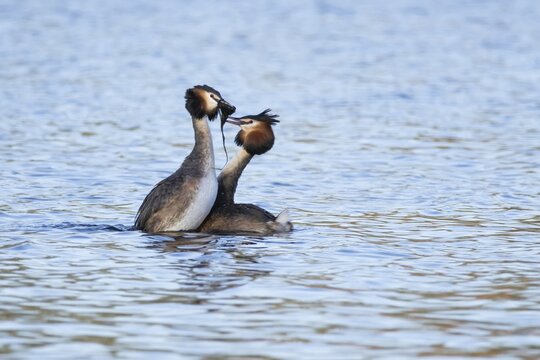 Great crested grebe (Podiceps cristatus) two adult birds performing their love courtship display with a weed dance on a lake in spring, England, United Kingdom