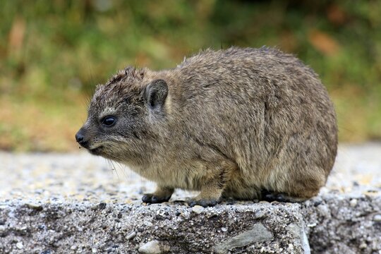 Rock Hyrax (Procavia capensis), young, Betty's Bay, Western Cape, South Africa