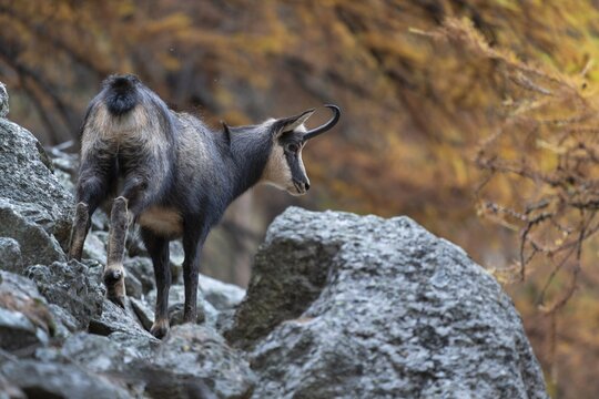 Chamois (Rupicapra rupicapra), chamois, standing in boulder pile in autumn mountain forest, Gran Paradiso National Park, Aosta, Italy
