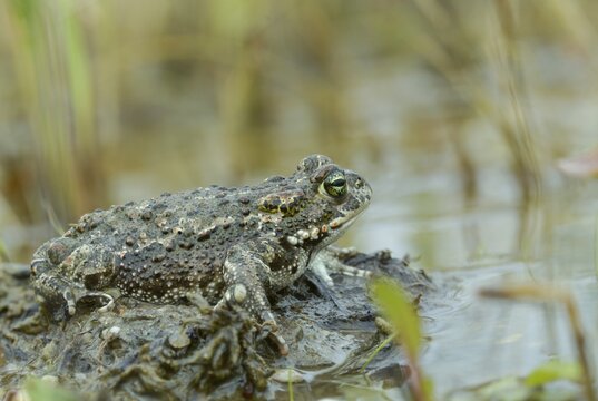 Brandenburg, Bufo Calamita, Germany, Epidalea Calamita, Toad, Nabu, Nabu Project, National Natural Heritage, Natterjack Toad, natural paradise Gr&uuml;nhaus, amphibians, amphibians, post-mining landscape, green house, amphibians