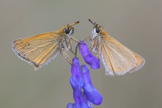 Large skipper (Ochlodes sylvanus), Ahlhorn, Lower Saxony, Germany