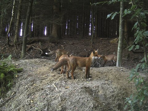 Fox (Vulpes vulpes) mother with cubs in front of the den at the edge of the forest, Allg&auml;u, Bavaria, Germany