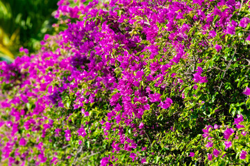 Fototapeta premium Bougainvillea