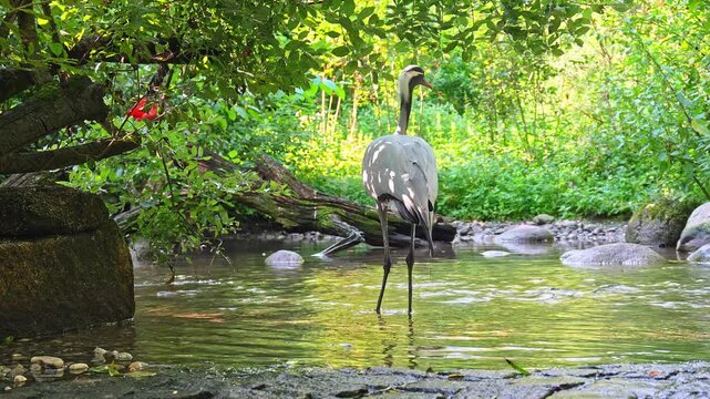 Demoiselle Crane, Anthropoides virgo are living in the bright green meadow during the day time. It is a species of crane found in central Eurosiberia