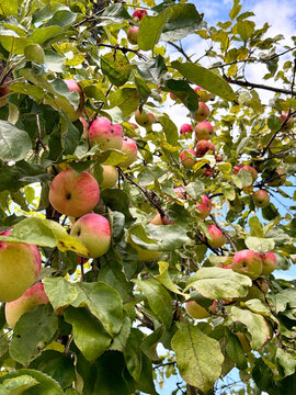 apple orchard ripe red apples in garden red apples on a branch apple orchard for background apple tree