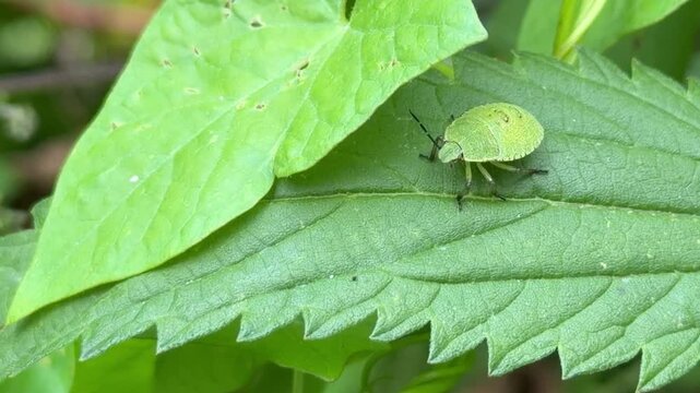 Green shield bug on nettle leaf, Palomena prasina among jagged foliage