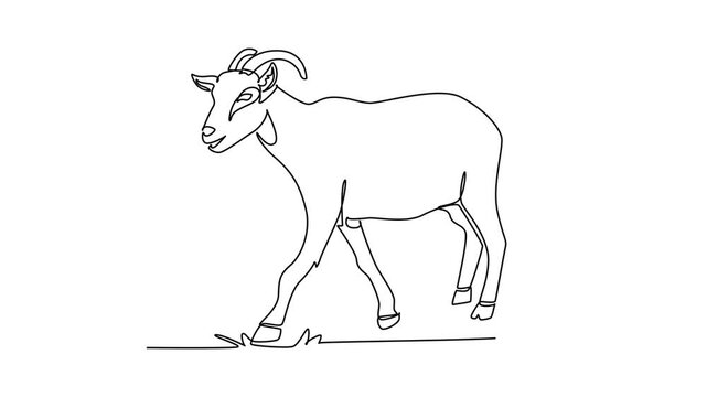 Self drawing animation of single line draw domestic farm goat walking calmly through pasture. Curved horns, alert ears, sturdy hooves, and rural livestock grace. Continuous line. Full length animated