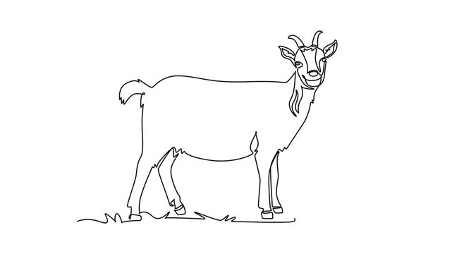 Self drawing animation single line draw goat standing quietly on pasture ground. Alert horn, head turned forward, hooves, domestic livestock, rural agriculture. Continuous line. Full length animated