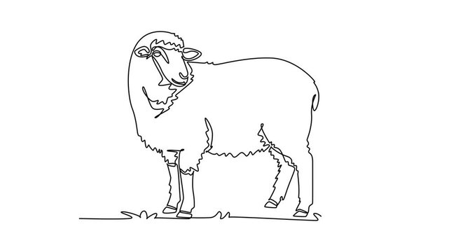 Animated self drawing of continuous line draw domestic farm sheep standing on the pasture, looking towards. Dense wool fleece, pastoral agriculture, rural livestock. Full length single line animation