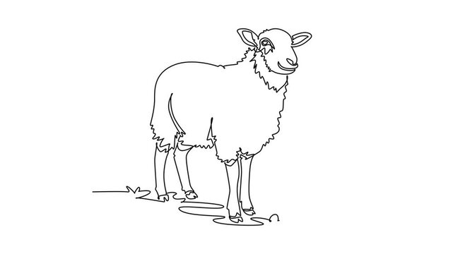 Animated self drawing of continuous line draw domestic farm sheep standing in field. Thick curly fleece, perky ears, pastoral agriculture, peaceful livestock charm. Full length single line animation
