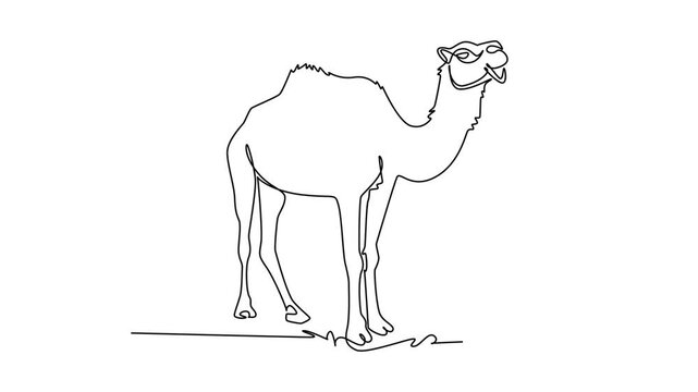 Animated self drawing of continuous line draw tall dromedary camel standing alertly on desert terrain. Its single hump, upright posture, and arid livestock biology. Full length single line animation
