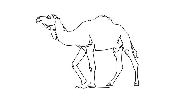 Animated self drawing of continuous line draw tall dromedary camel walking through the desert terrain. Hump, endurance, arid livestock biology, and wildlife nature. Full length single line animation