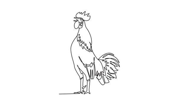 Animated self drawing of continuous line draw farm rooster crowing loudly at daybreak with head tilted back, arched tail plumage, prominent comb, rural poultry life. Full length single line animation