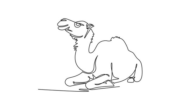 Animated self drawing of continuous line draw calm dromedary camel resting peacefully on desert ground with folded legs, endurance, arid livestock, safari wildlife. Full length single line animation