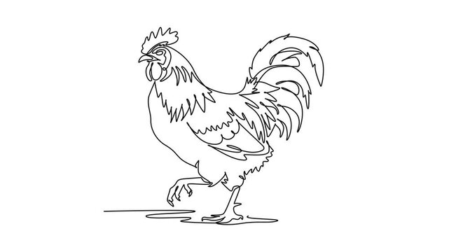 Animated self drawing of continuous line draw animal farm rooster walking proud on ground, showing arched tail feathers, head crest, beak, domestic poultry livestock. Full length single line animation