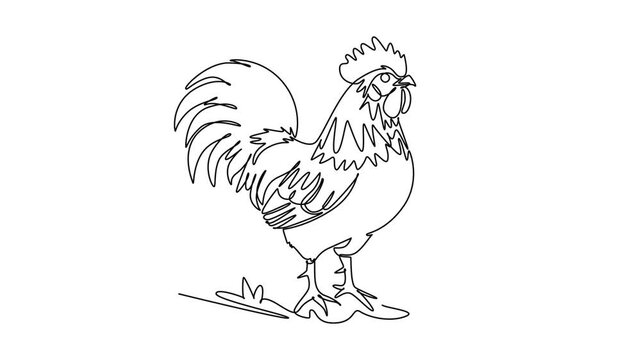 Animated self drawing of continuous line draw majestic farm rooster standing upright with a curved tail, plumage, and comb. Rural dawn, poultry livestock, farm life. Full length single line animation