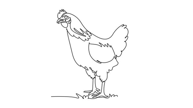 Animated self drawing of continuous line draw a domestic farm hen chicken standing upright alertly on the ground. Poultry livestock, rural agriculture, feathered charm. Full length one line animation