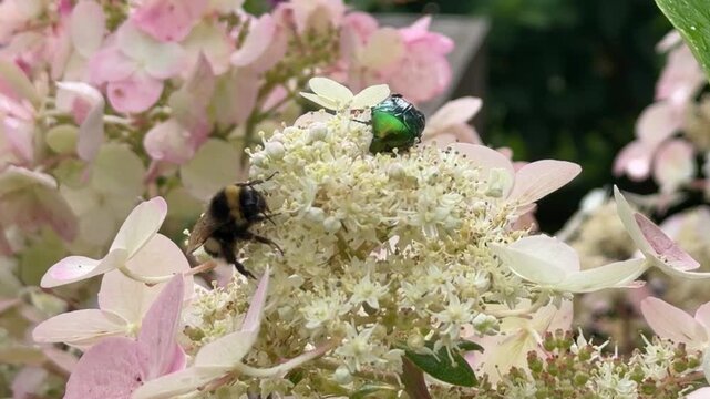 Bumblebee and green beetle on hydrangea blossoms, Hydrangea macrophylla with pollinators