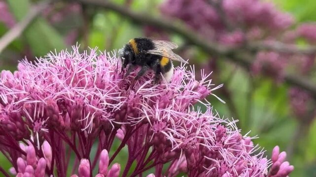 Bumblebee on pink Eupatorium purpureum blooms, Joe Pye weed with pollinating insect
