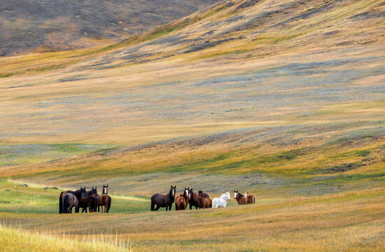 nature scene with a herd of horses grazing in colorful foothills meadows on a summer day