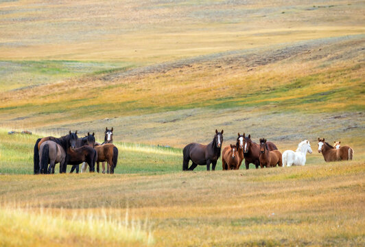 nature scene with a herd of horses grazing in colorful foothills meadows on a summer day