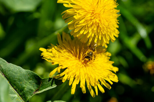 honeybee gathering pollen on yellow dandelion flower close-up, macro shot of bee covered in pollen on blooming dandelion, honey bee pollinating bright yellow dandelion in spring meadow