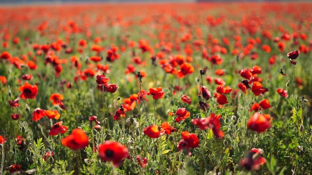 Poppy field bloom: Red poppies flourish during the day, covering farmland for agriculture in summer.
