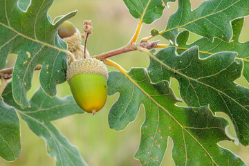 Quercus pyrenaica. Leaves and acorn of the Pyrenean oak. © LFRabanedo