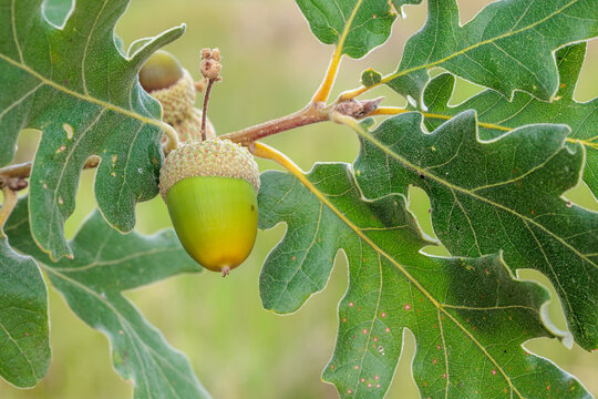 Quercus pyrenaica. Leaves and acorn of the Pyrenean oak.