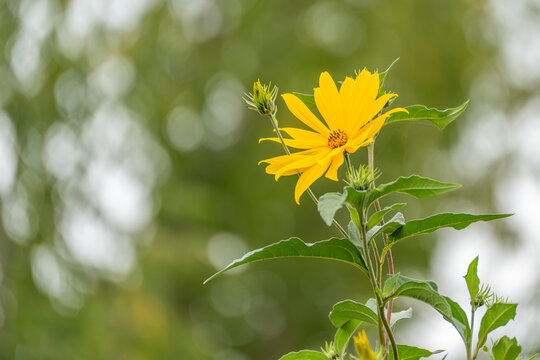 A single Jerusalem artichoke flower with an unopened bud beside it blooms against a softly blurred green background of foliage.