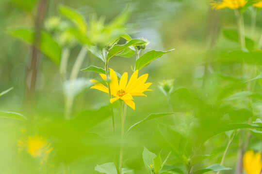 A single Jerusalem artichoke flower blooms among green foliage, photographed with a softly blurred meadow background and additional blooms in the distance.