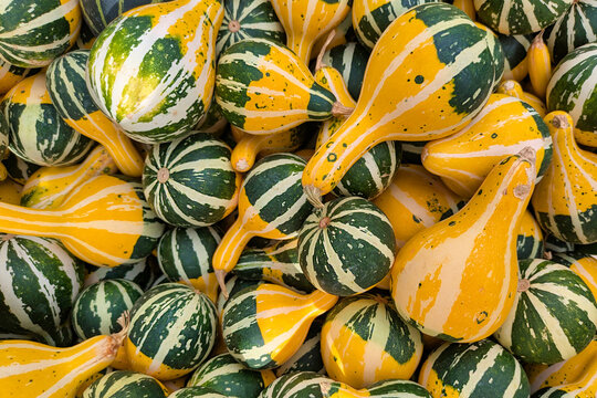 Top view of many green and yellow Cucurbita Pepo &lsquo;Pear Bicolor&rsquo; decorative gourds with white stripes