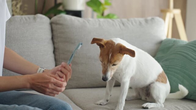 Woman preparing Jack Russell terrier for teeth brushing with toothbrush