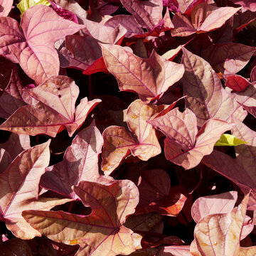  Ipomoea batatas or sweet potato vine 'Caroline Bronze', with decorative lobed, copper-colored leaves covering the ground 